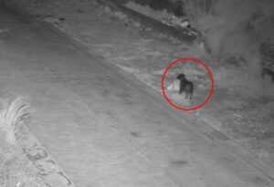 cane abbandona spazzatura