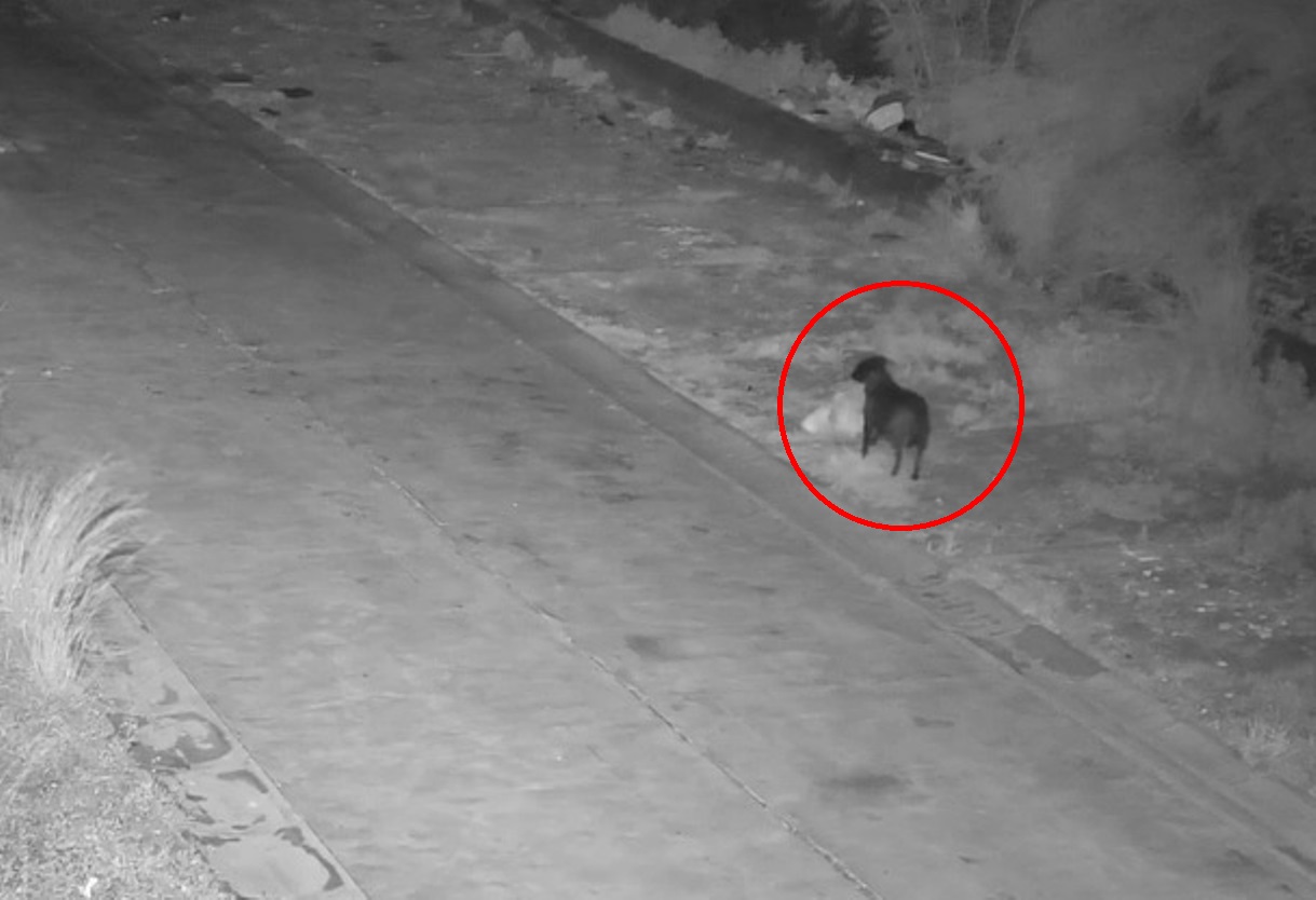 cane abbandona spazzatura