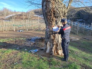 carabinieri forestali taglio alberi