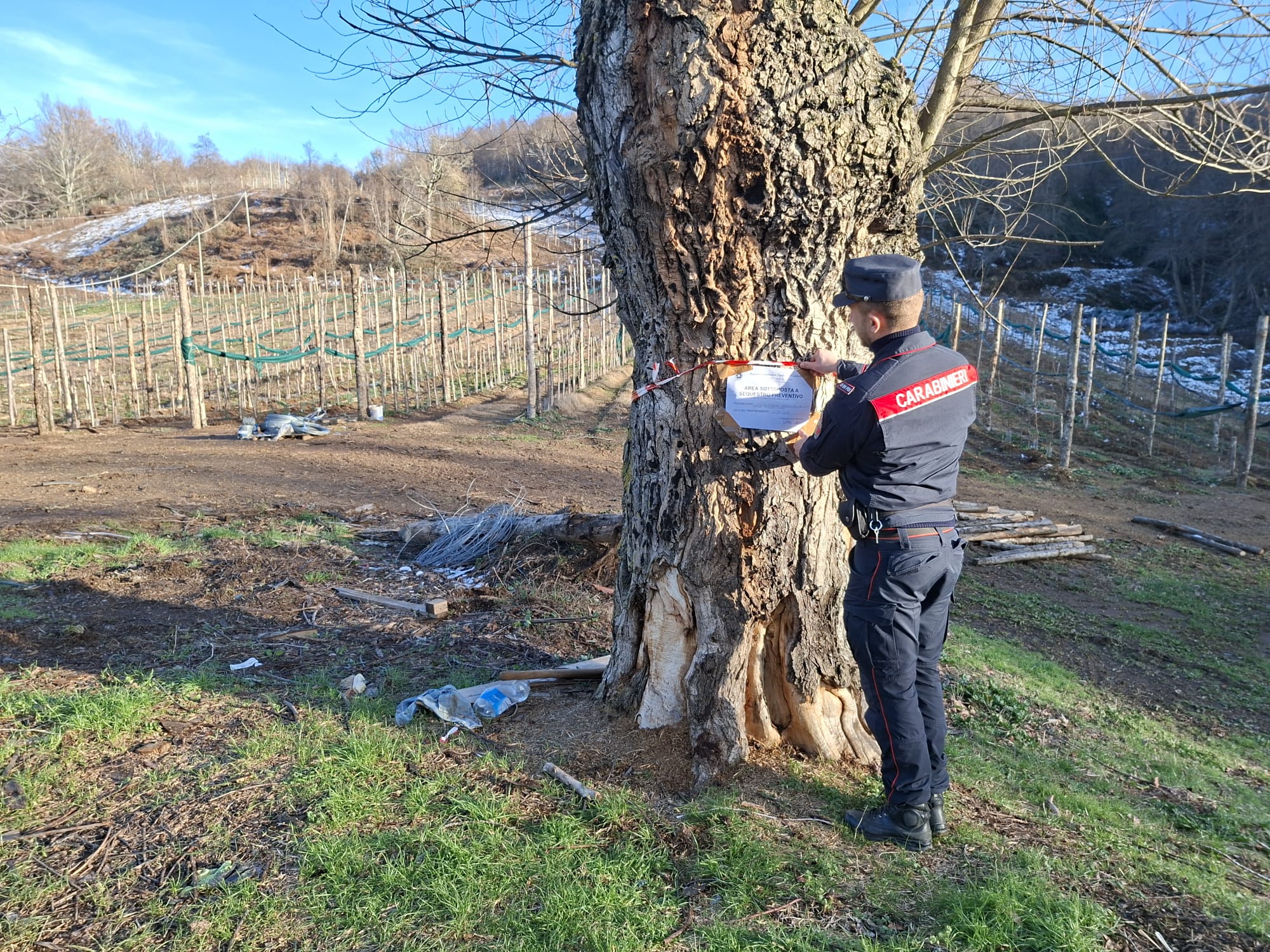 carabinieri forestali taglio alberi