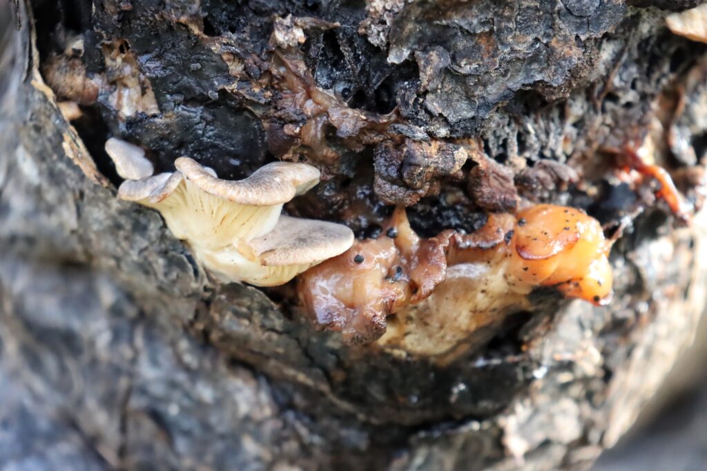 funghi motta sant'agata