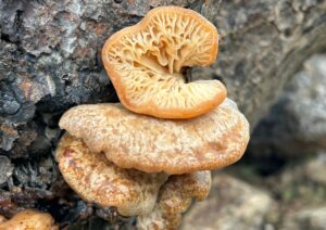funghi motta sant'agata
