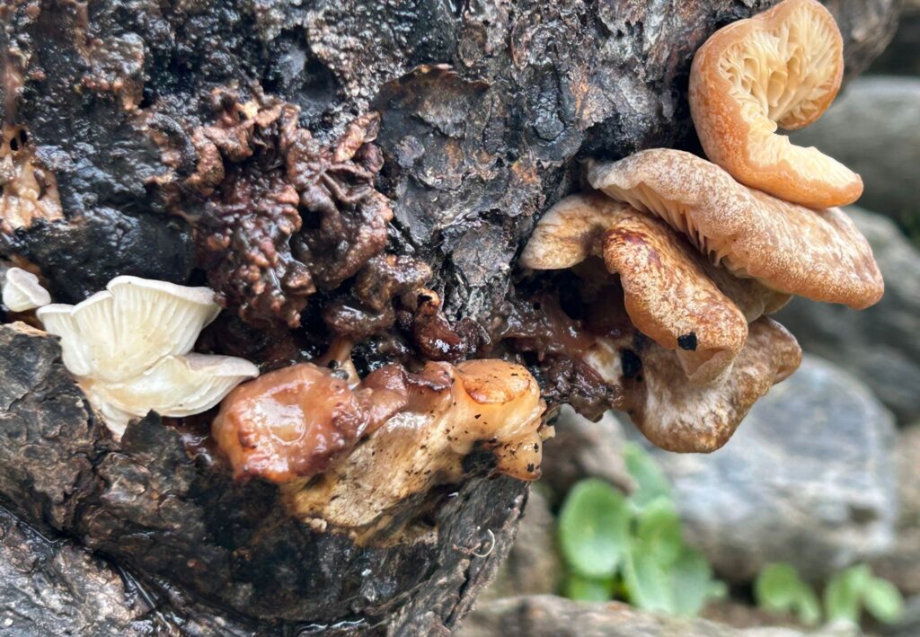 funghi motta sant'agata