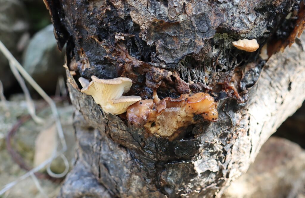 funghi motta sant'agata