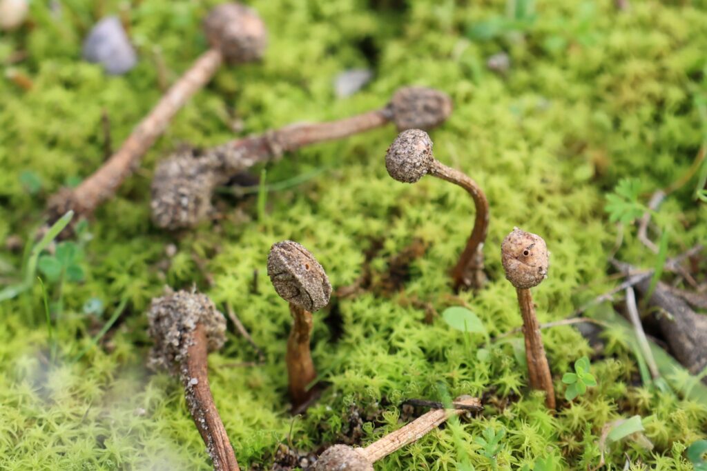 funghi motta sant'agata