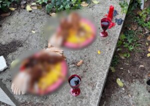 galline sgozzate cimitero palizzi