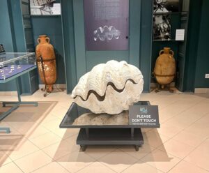 mostra malacologica Messina