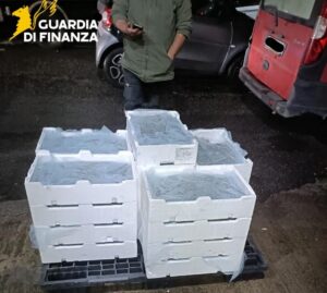 novellame di sarda sequestrato