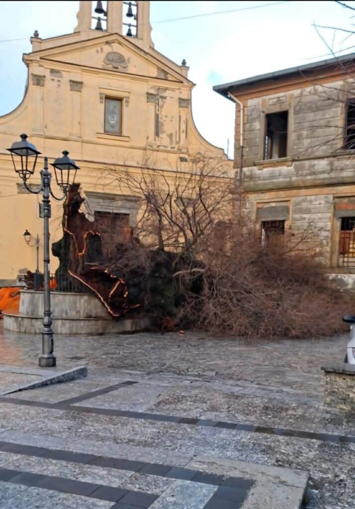 olmo secolare san lorenzo