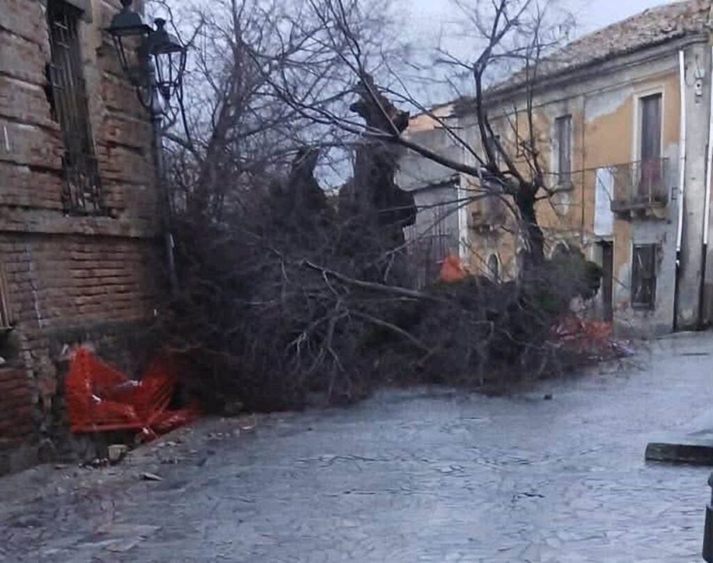 olmo secolare san lorenzo