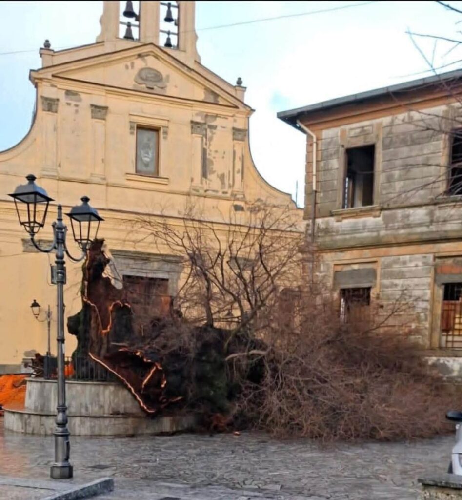 olmo secolare san lorenzo