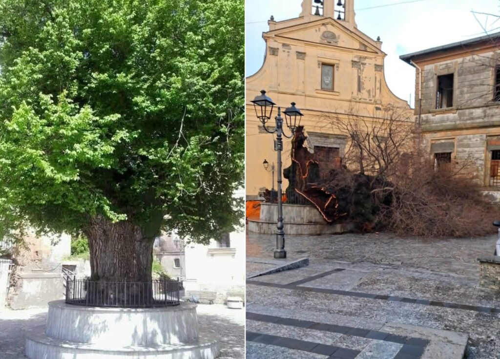 olmo secolare san lorenzo