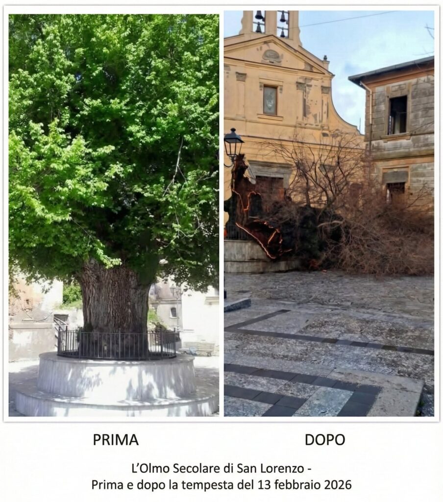 olmo secolare san lorenzo