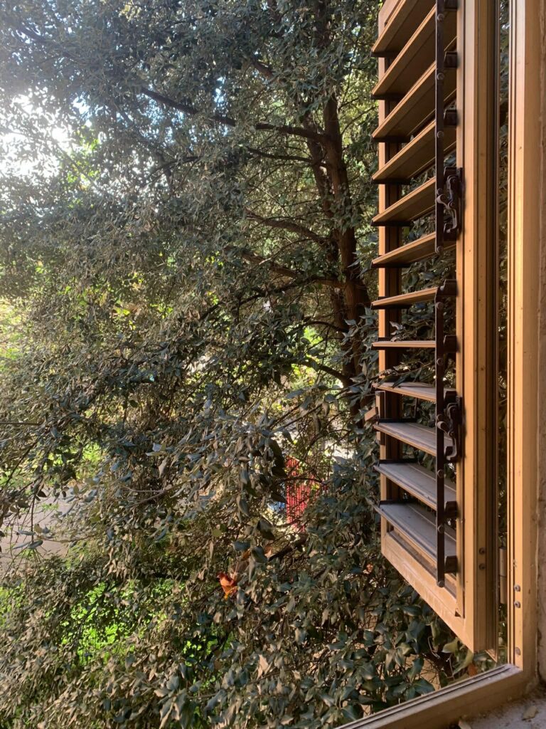 alberi dentro le case