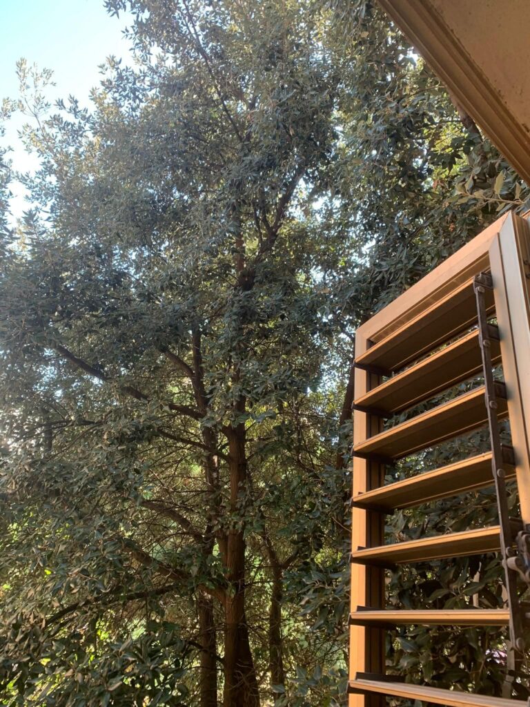 alberi dentro le case