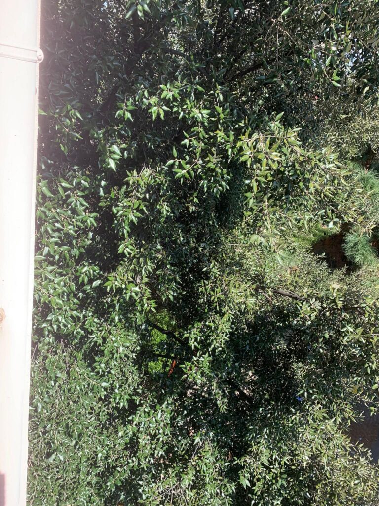 alberi dentro le case
