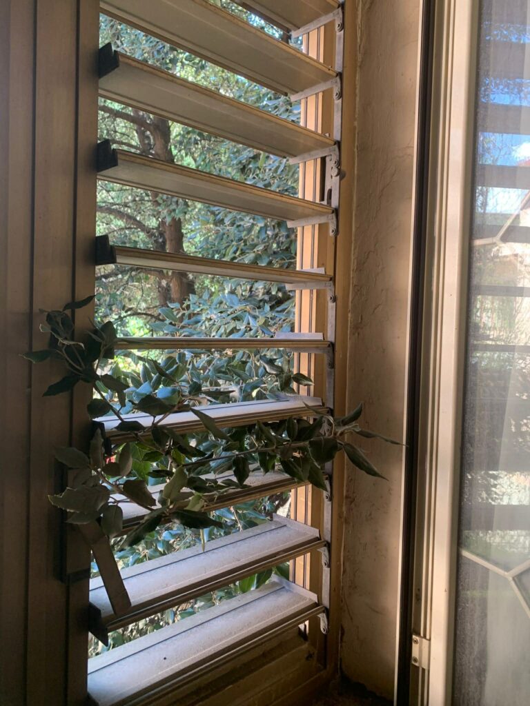 alberi dentro le case