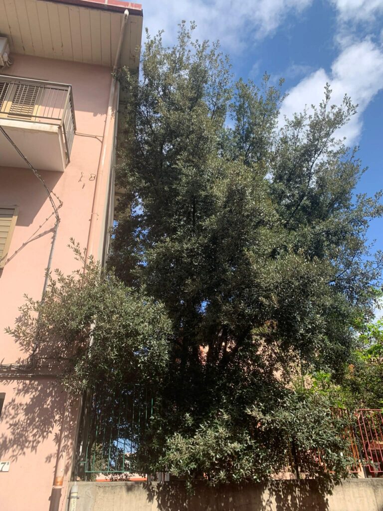 alberi dentro le case