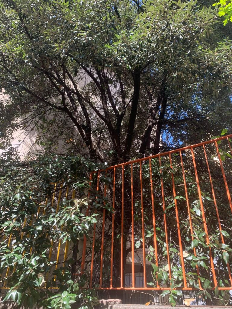 alberi dentro le case