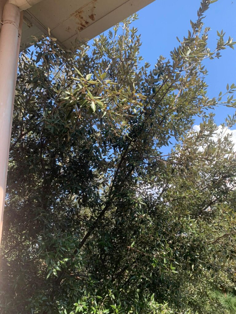 alberi dentro le case
