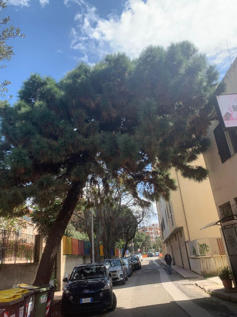 alberi dentro le case