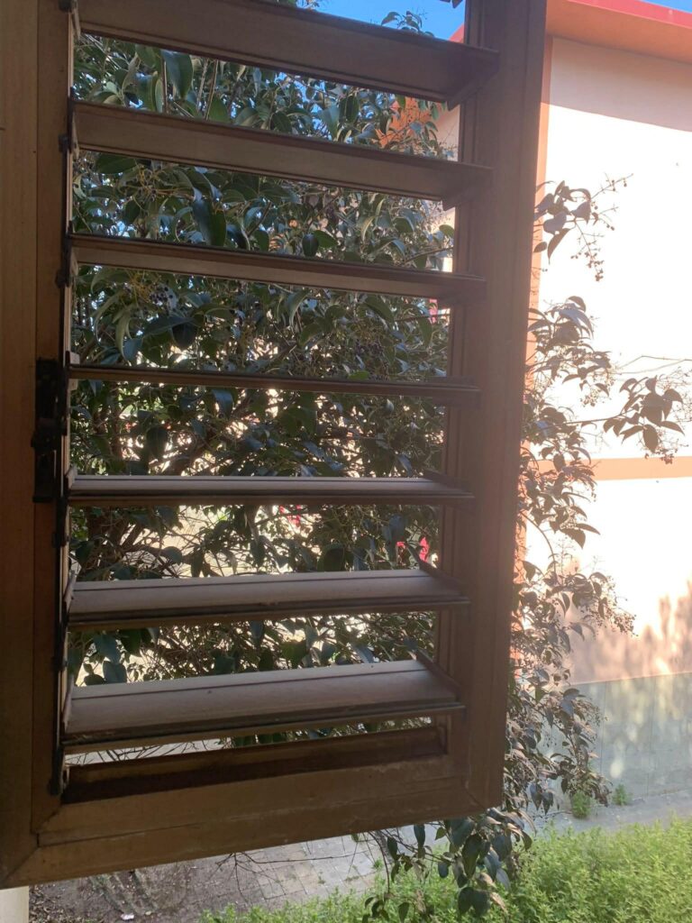 alberi dentro le case