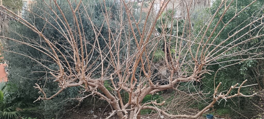 alberi pericolanti archi