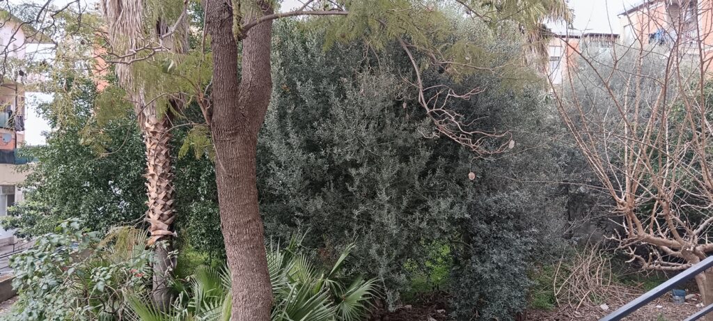 alberi pericolanti archi