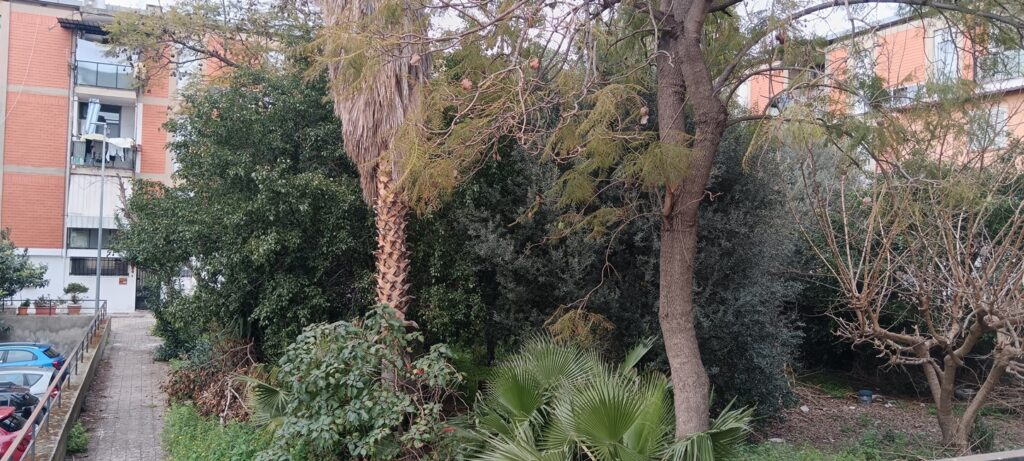 alberi pericolanti archi