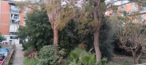 alberi pericolanti archi