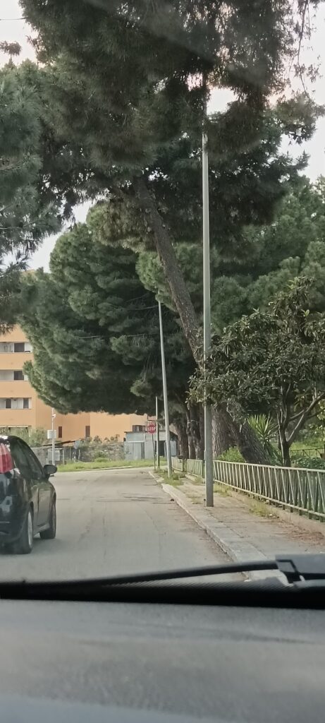 alberi pericolanti archi
