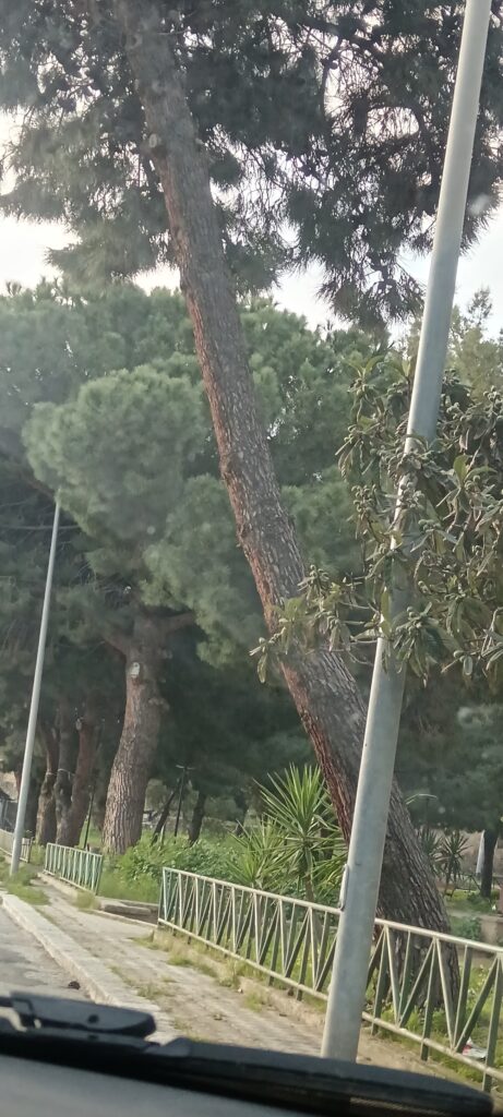 alberi pericolanti archi