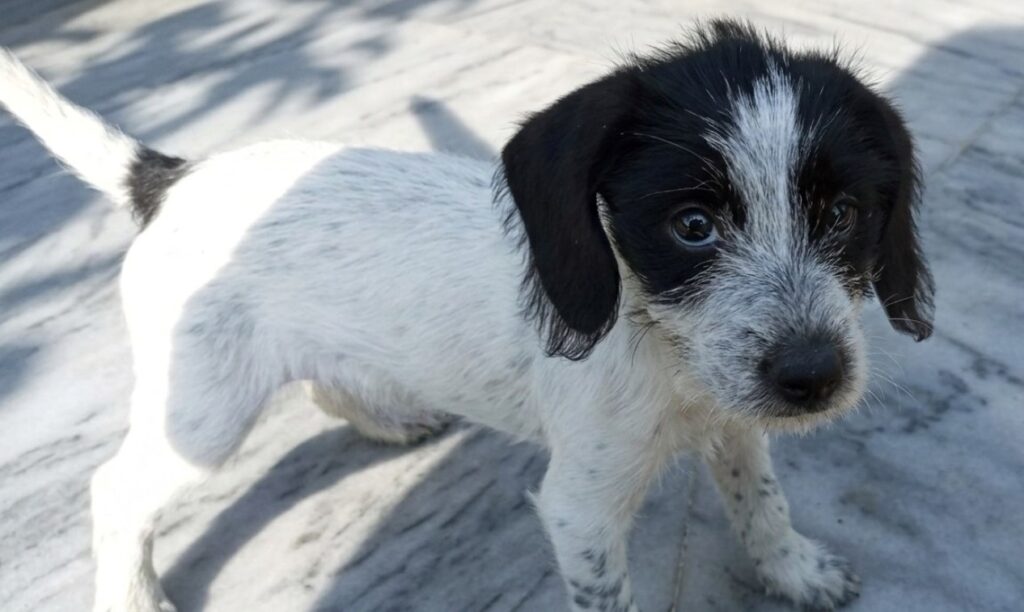 cagnolina smarrita pellaro