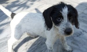 cagnolina smarrita pellaro