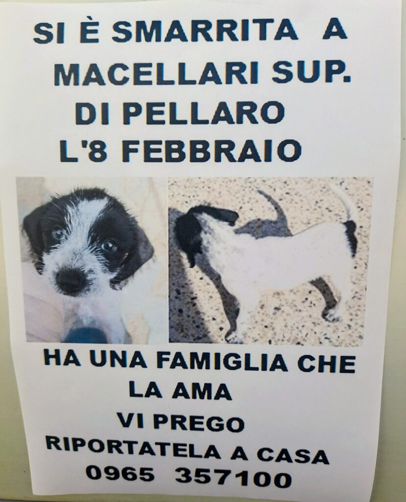 cagnolina smarrita pellaro