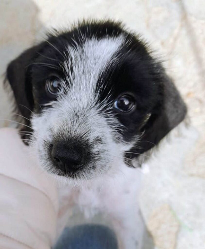 cagnolina smarrita pellaro