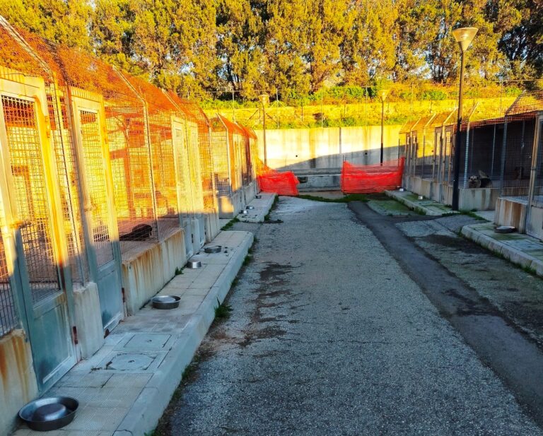 Reggio Calabria, via libera al progetto per il nuovo volto del canile di Mortara: 120 mila euro per adeguamento e manutenzione straordinaria