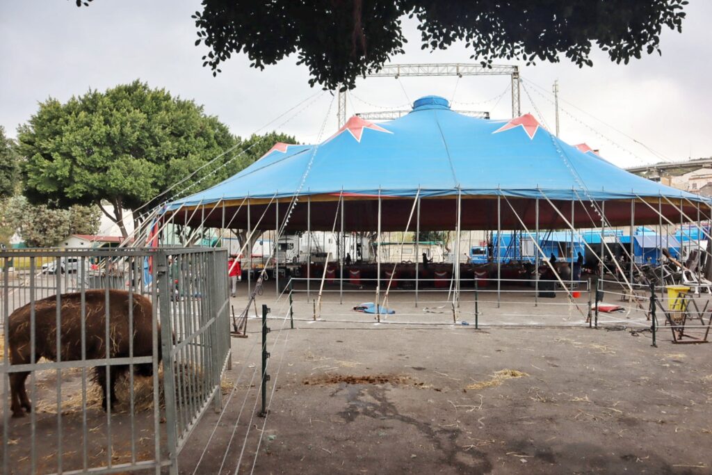 circo orfei