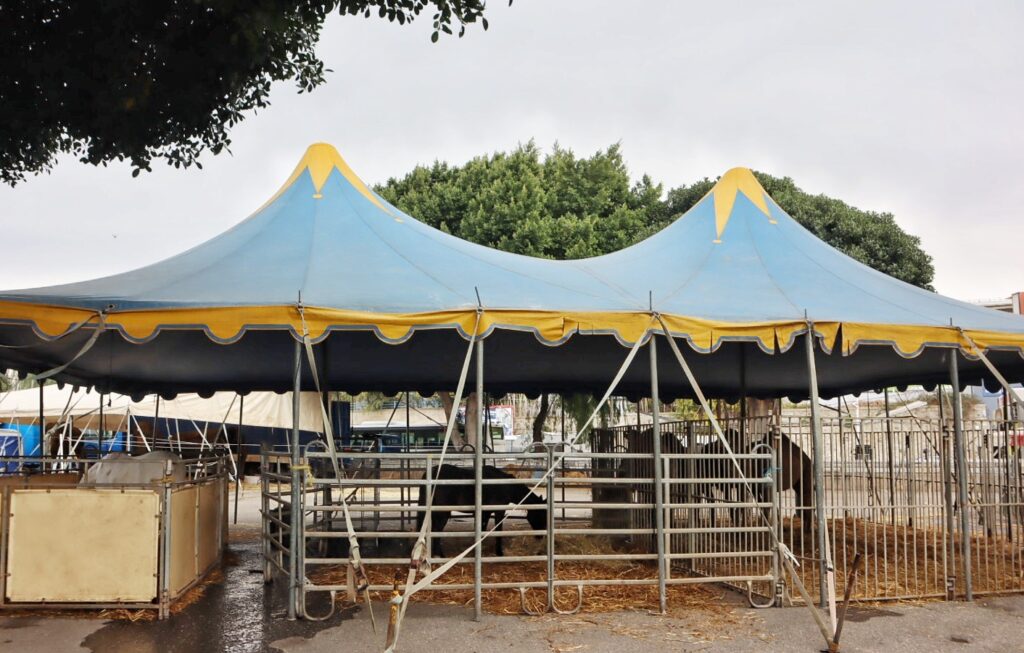 circo orfei