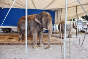 circo orfei reggio calabria