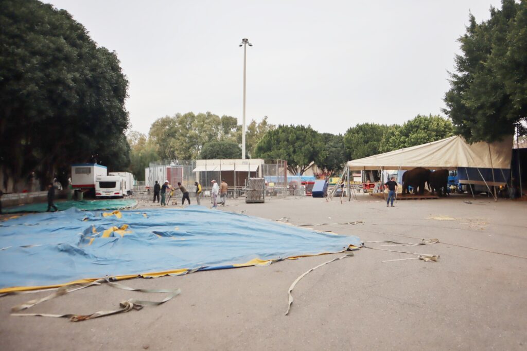 circo orfei reggio calabria