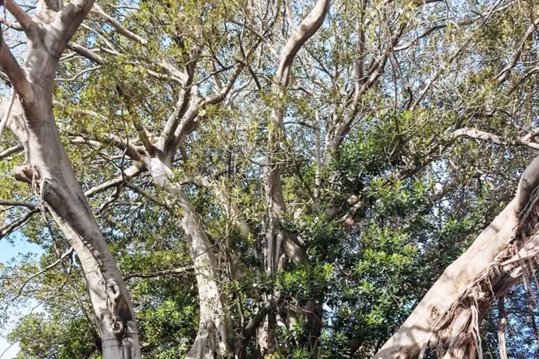 ficus di Piazza Marina palermo