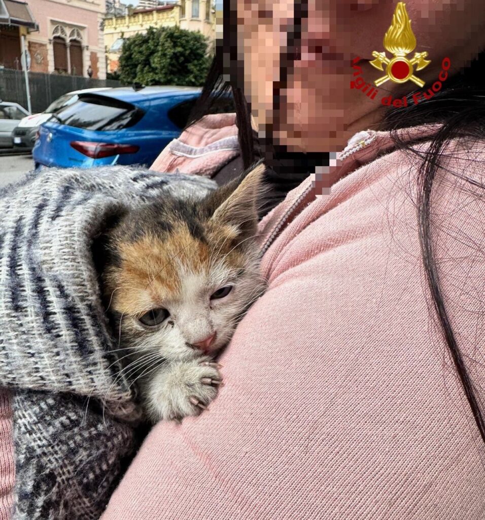 gattino salvato