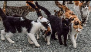 gatti