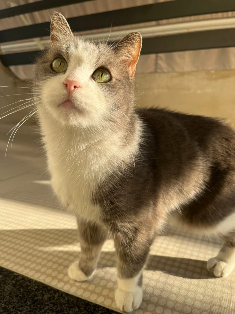 pongo