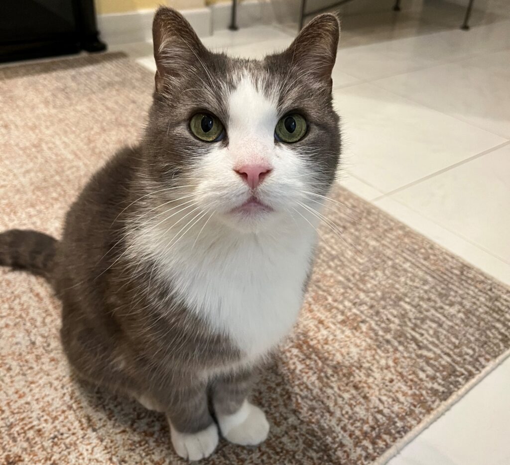 pongo