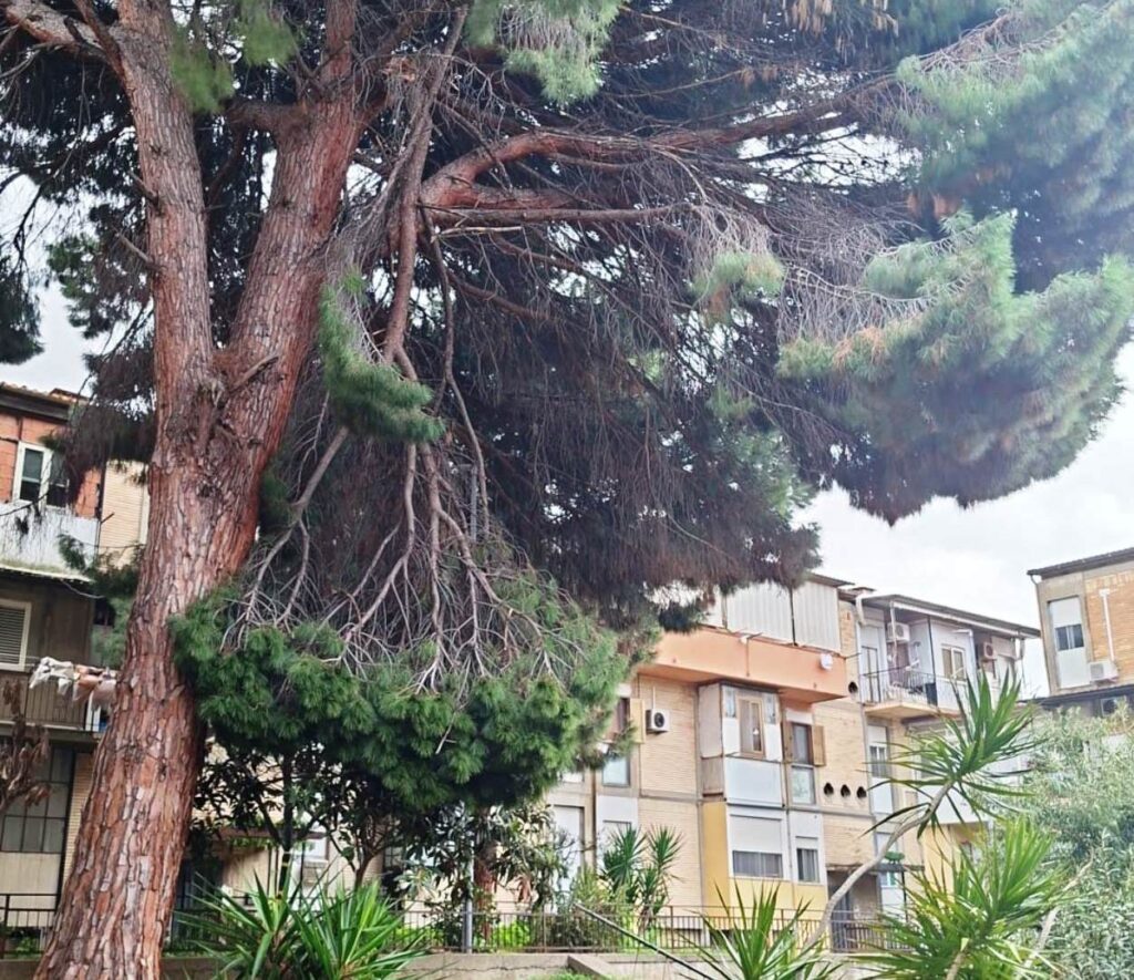 rami pericolanti archi