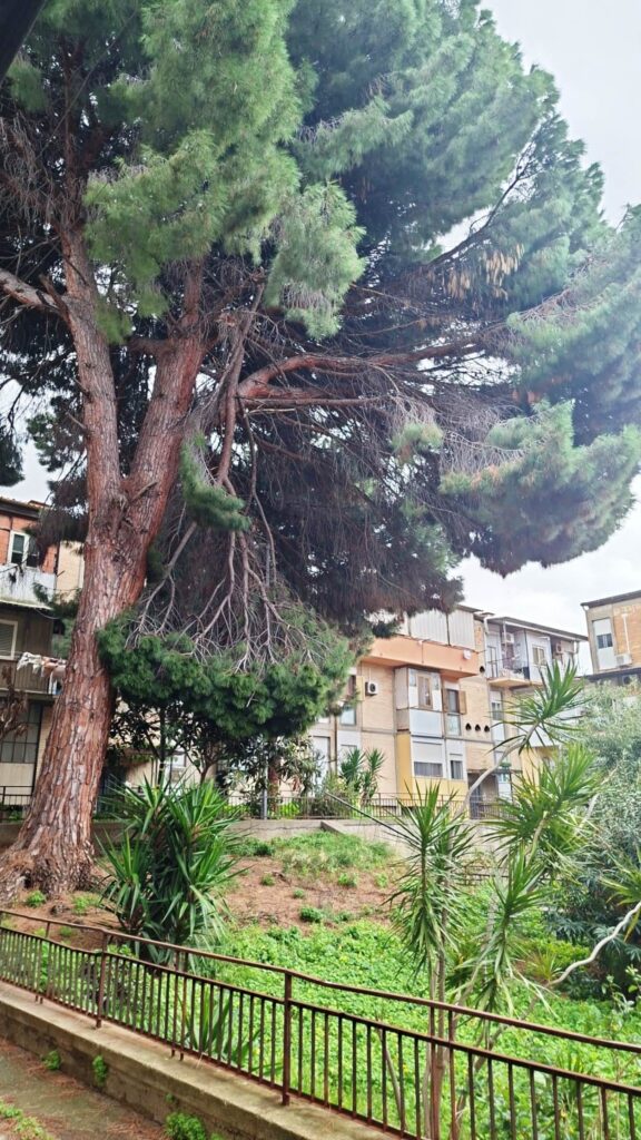 rami pericolanti archi