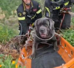 recupero cane corso