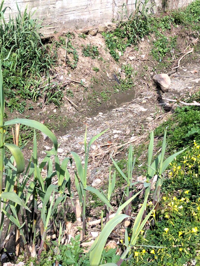 torrente menga
